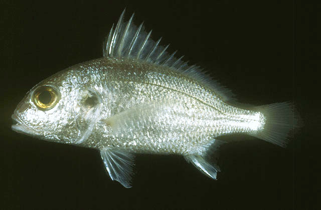 Pomadasys argyreus (Valenciennes, 1833)